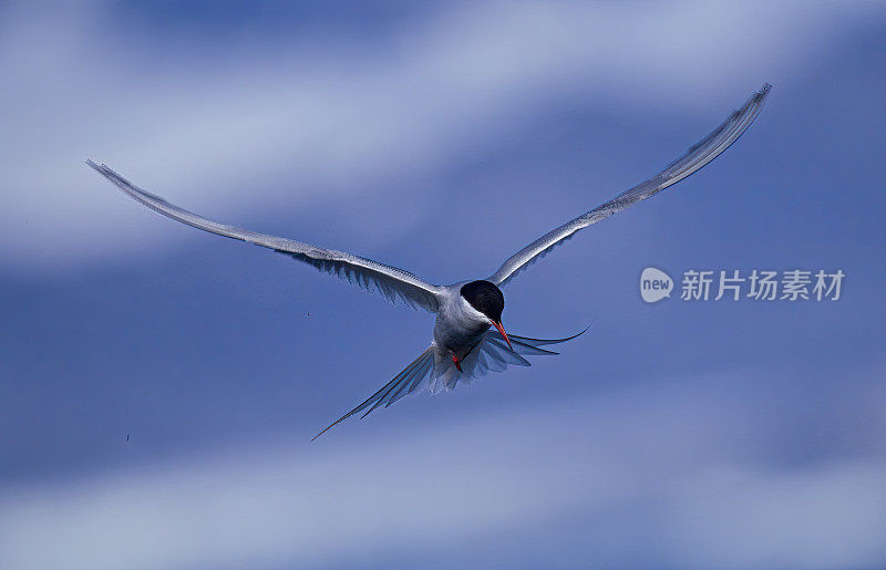 北极燕鸥(Sterna paradisaea)是燕鸥科的一种海鸟，分布在极地周围。发现于斯瓦尔巴群岛。飞行。